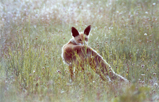 zorro-crop-u13269